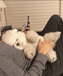 小比熊的睡姿代表什么,比熊睡觉什么姿势是正常的