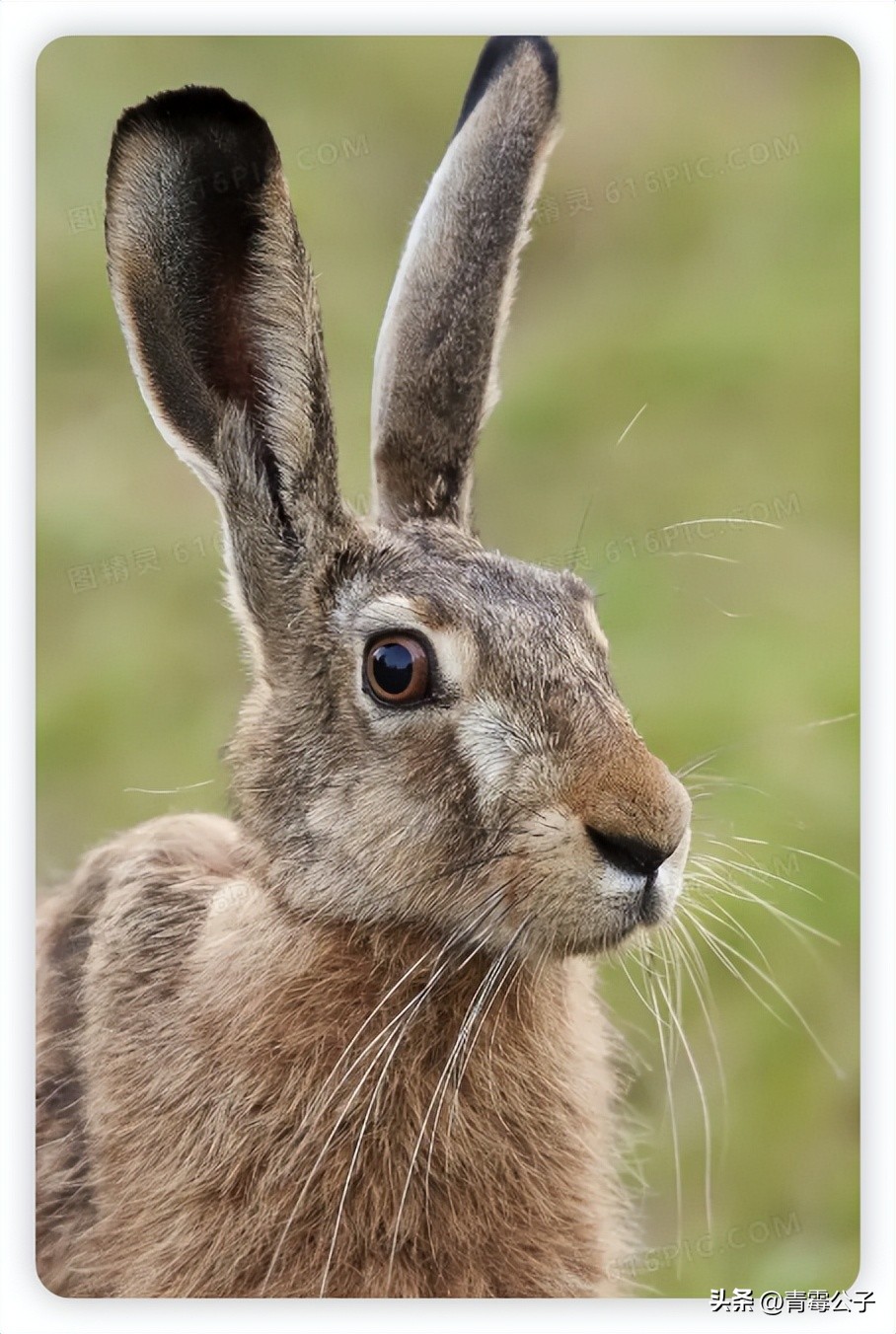 一只蓝色兔子是什么品种,一只蓝兔子