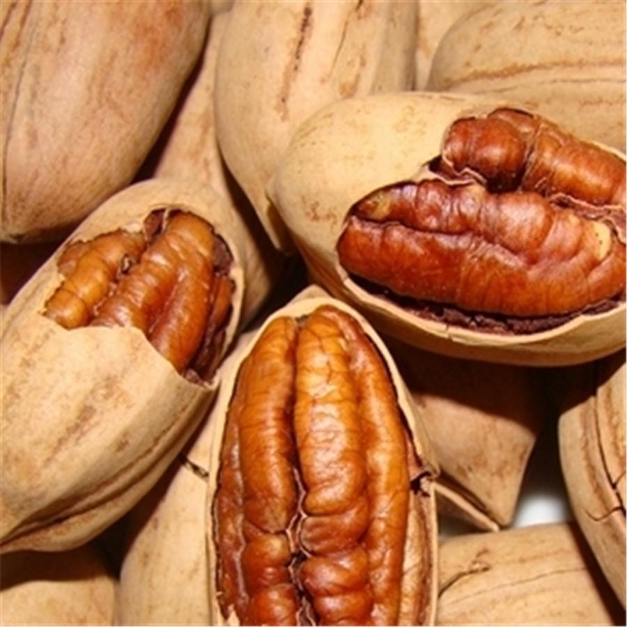 碧根果什么树的果实,开心果碧根果是什么树的果实