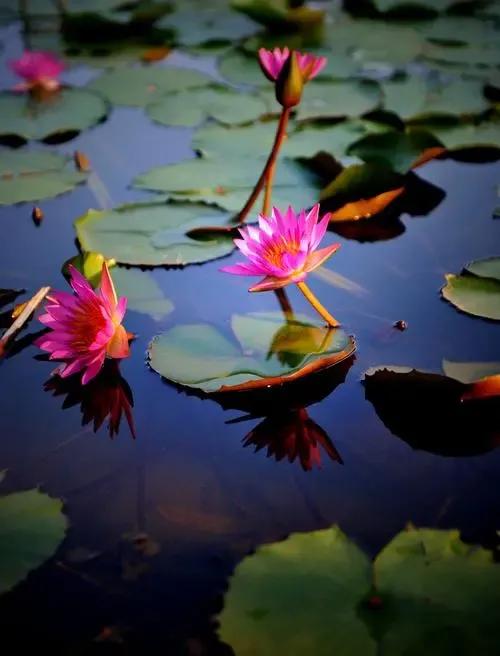 论莲花落的后劲儿有多大,论荷花与莲花的不同