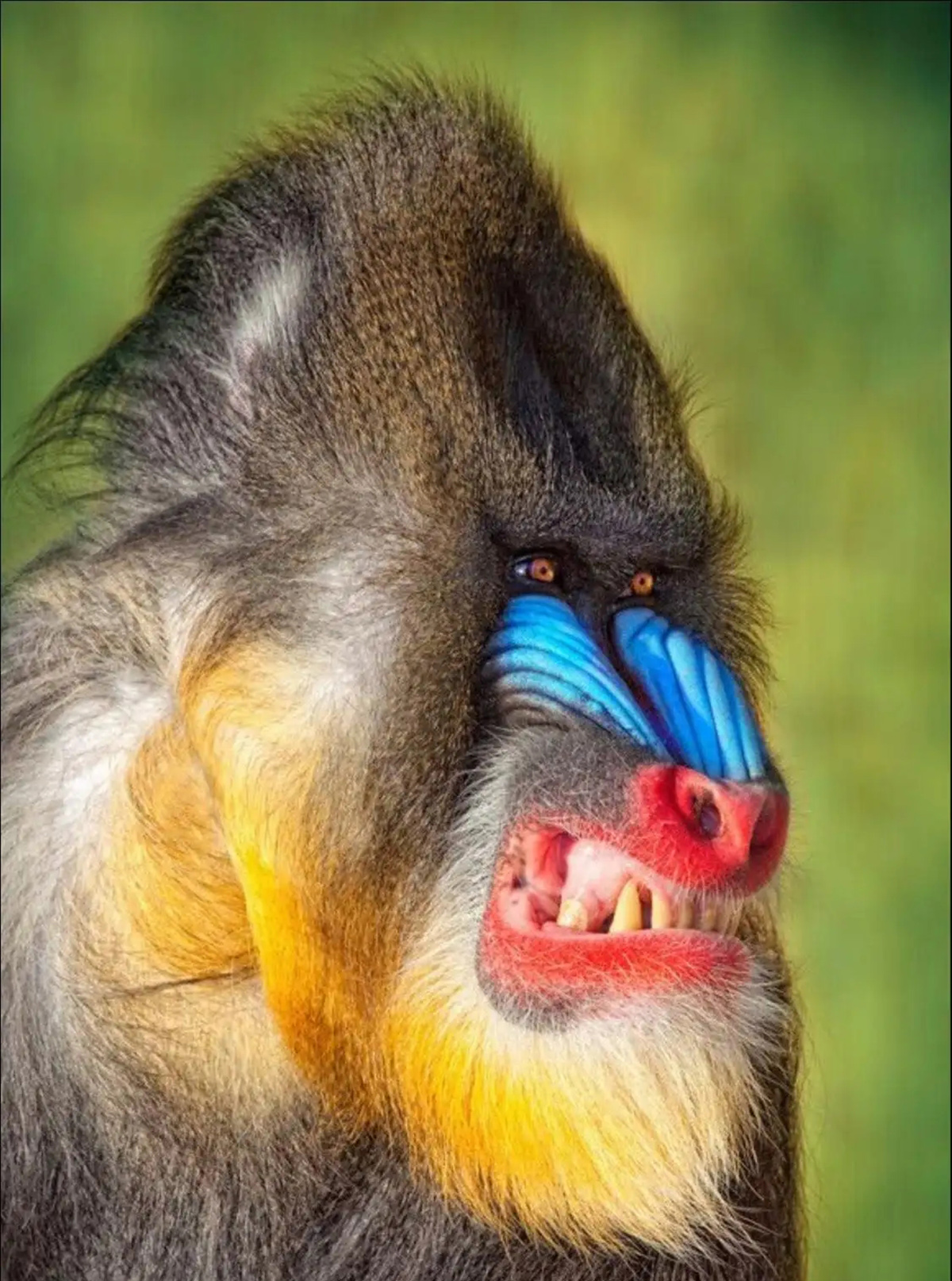 动物内脏的秘密有哪些作用,动物身体部位的秘密