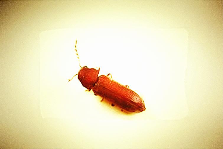 家里小蠹虫怎么彻底防治,卧室有特别小的虫怎么消灭