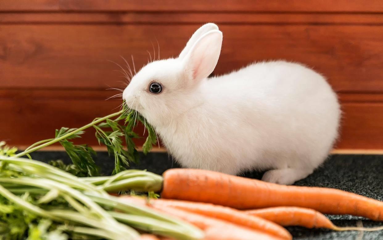 兔子有点打喷嚏买点什么药,兔子有点打喷嚏怎么回事