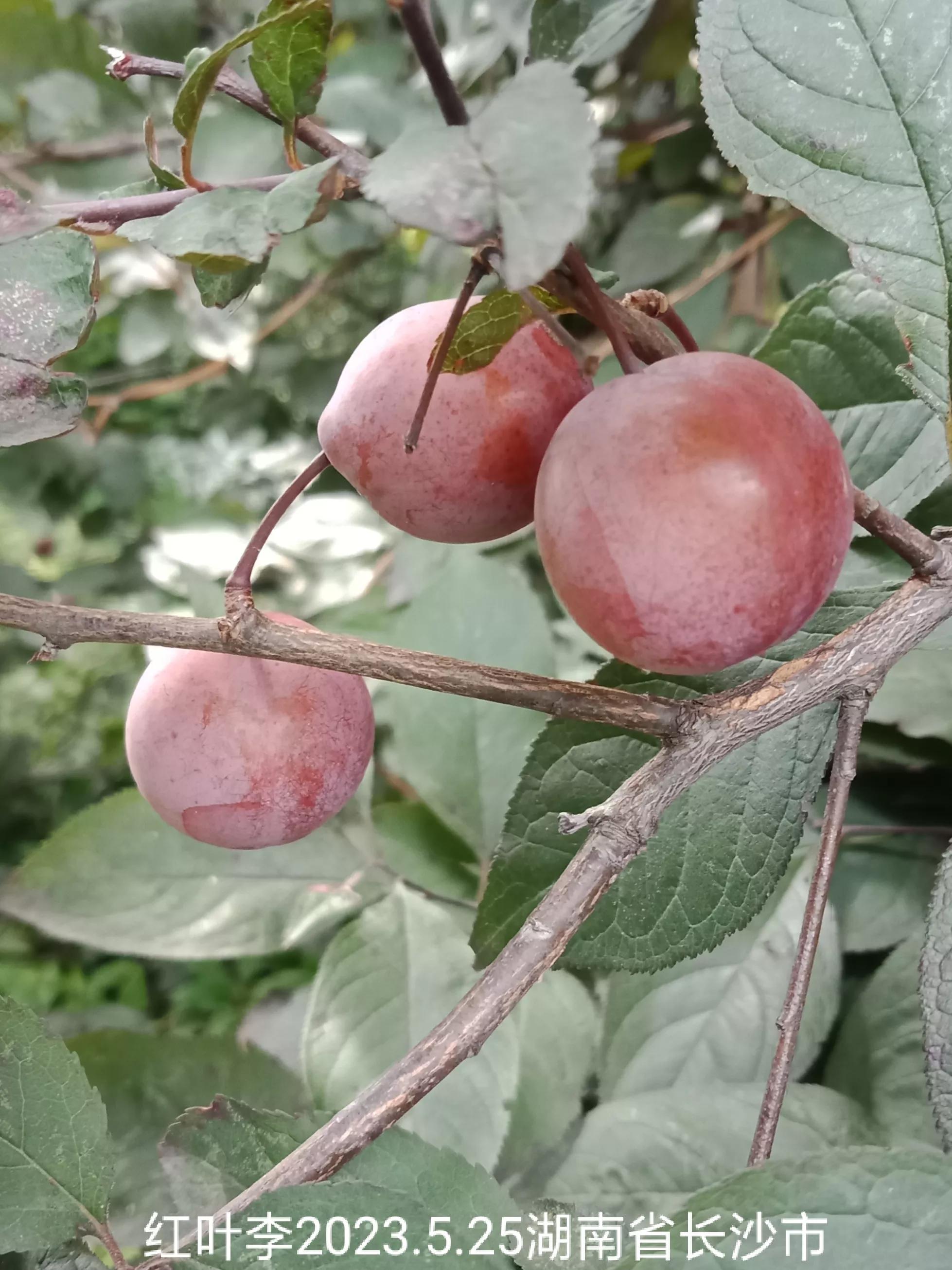 怎么找回没保存丢失的微信群,怎么找回没有保存的微信群