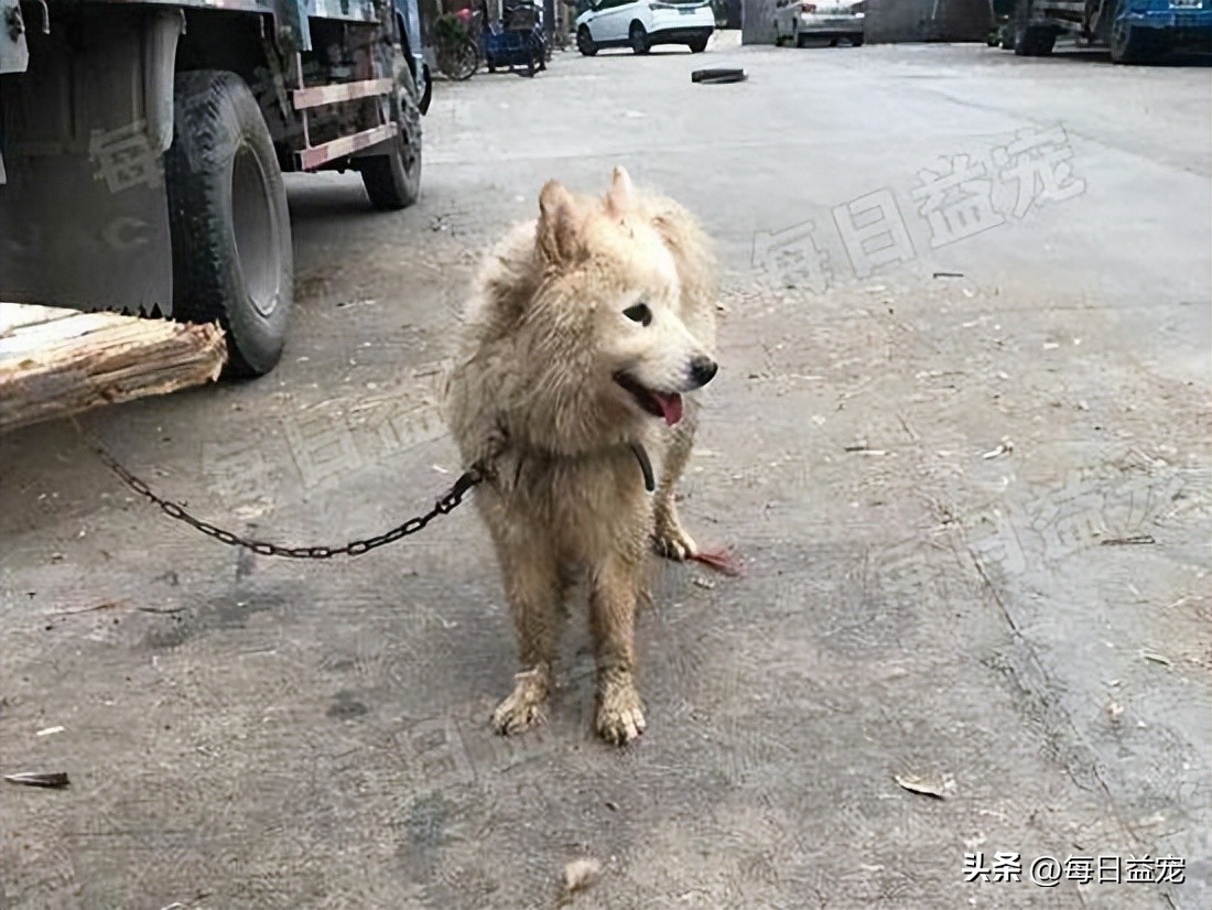 萨摩耶在马路边上捡回家养,萨摩耶被流浪狗看上