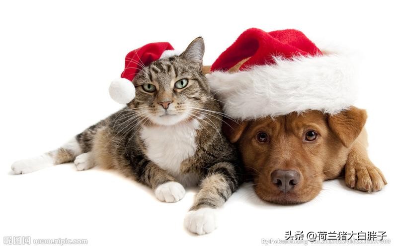 哪些不同宠物不可以同时养,饲养宠物最好不要与它们同吃同睡