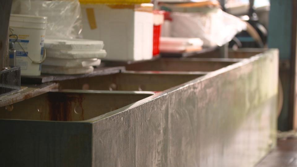 香港海域突现百万鲳鱼，背后原因令人唏嘘