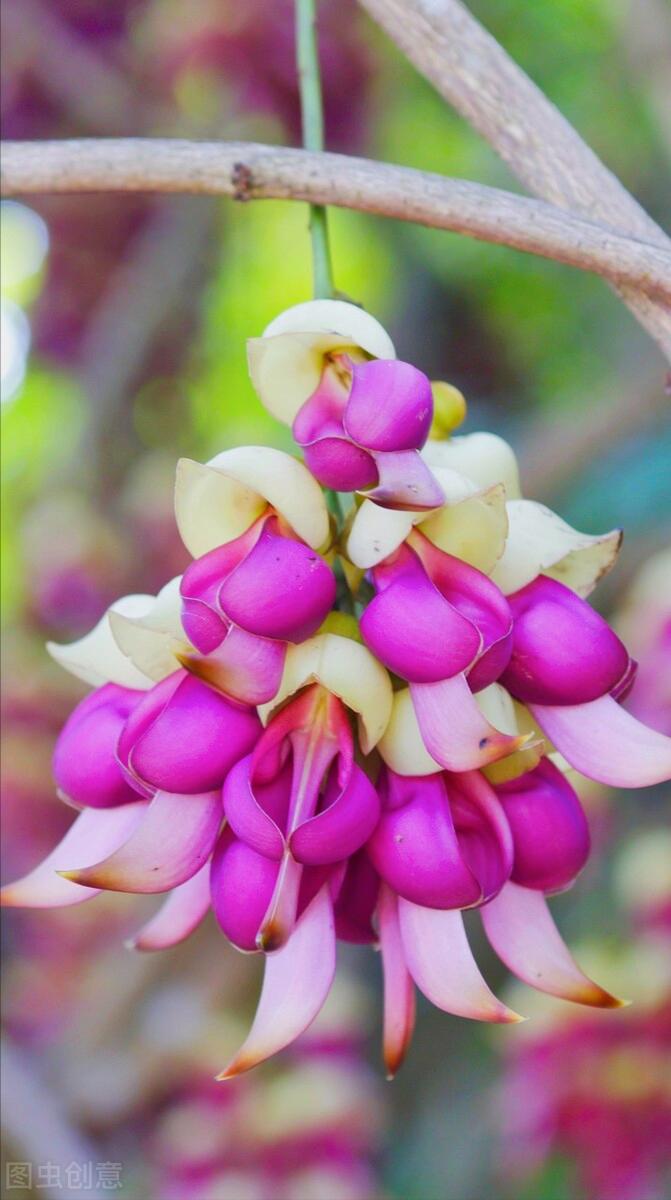 感恩母亲节祝自己节日快乐,母亲节感恩祝福词妈妈我爱你