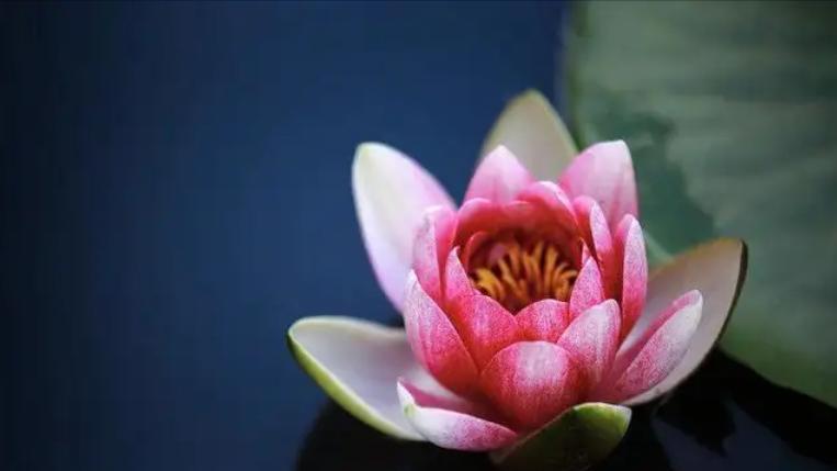 想要得到女生的芳心就得舍得花钱,想要得到一个女人的心靠什么