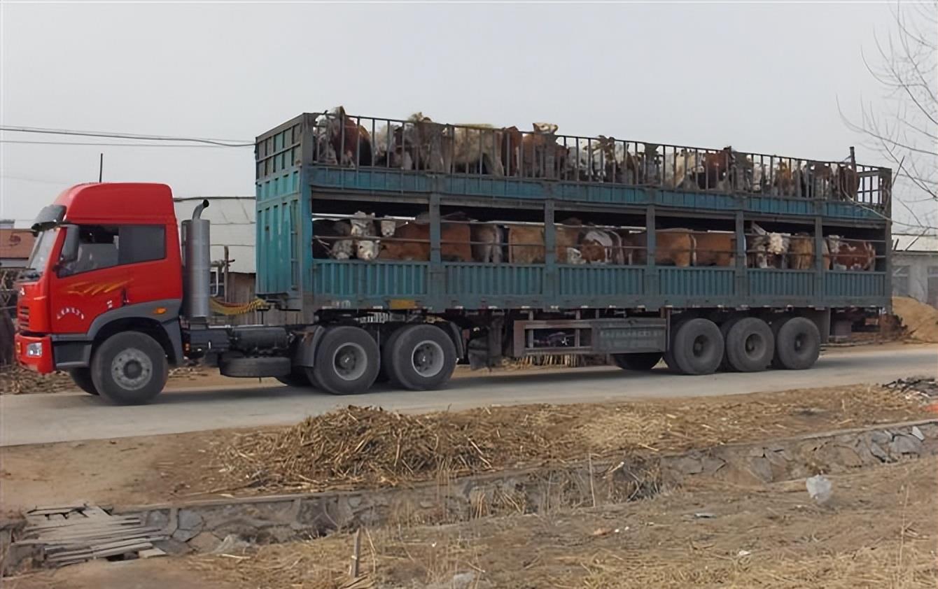 牛开检疫票的流程,卖牛检疫证的操作流程