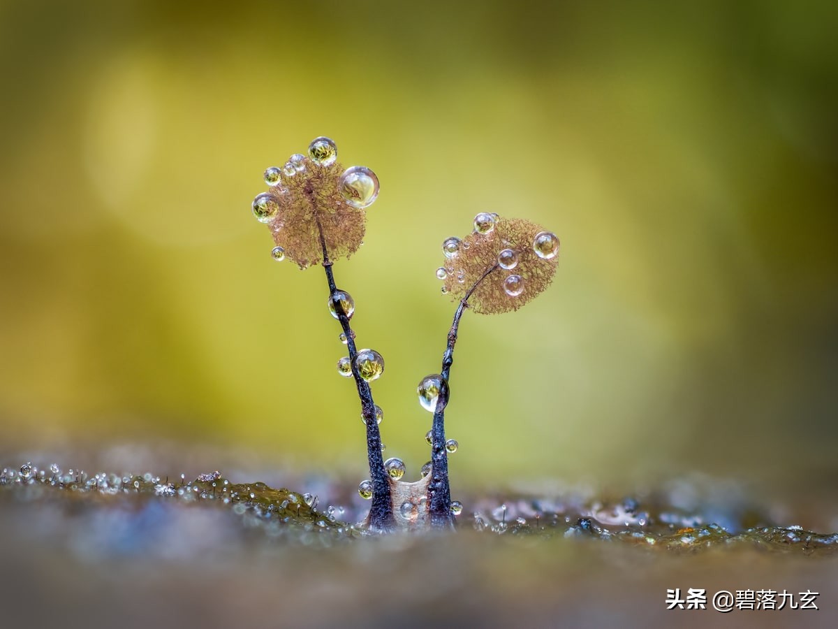 两只松鼠的爱：赢得2021年度特写摄影师挑战赛