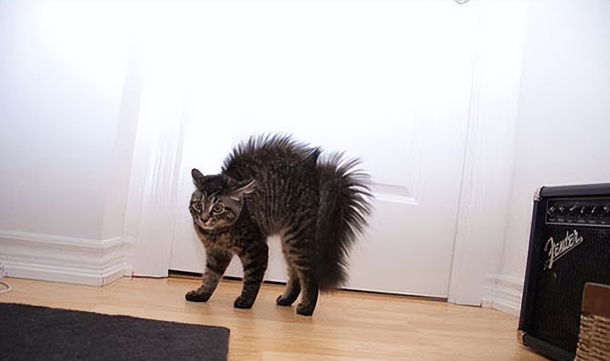 猫咪这些行为你知道背后的意思吗,猫咪有这些行为证明你养猫很失败