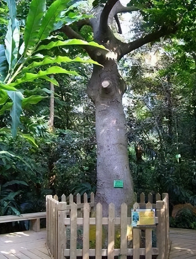 世界上最毒的树出门一定要注意,世界上最毒的树前10名