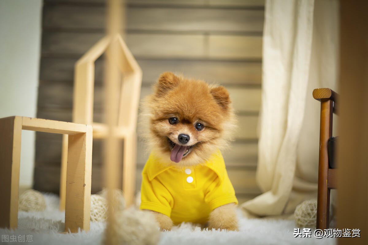 小狗狗什么品种又听话又好养,现在小狗养不大的是哪种品种的狗