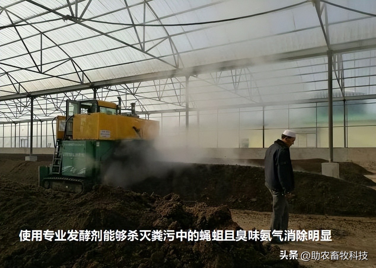 怎么过滤猪粪的蝇蛆,猪粪除臭最快方法