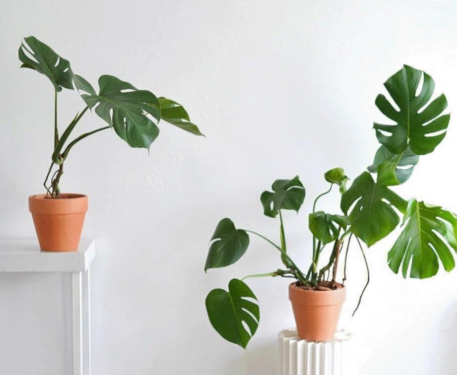 进阶为植物养殖高手必养的植物,20年种植经验告诉你多肉这样养