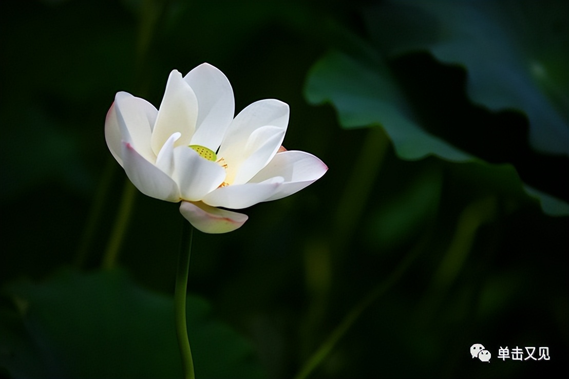 美国政治传统及其缔造者读书笔记,起底美国走向衰败的政治制度