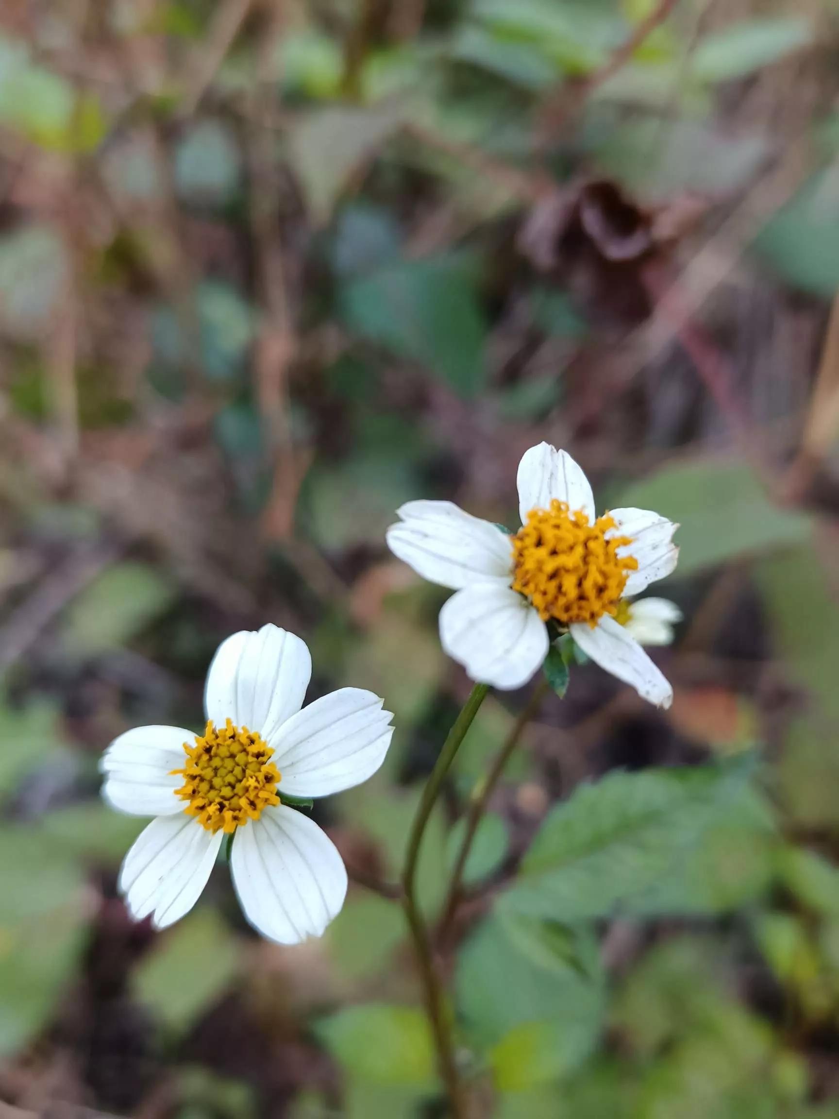 认识各种花的寓意,认识各种花的名称