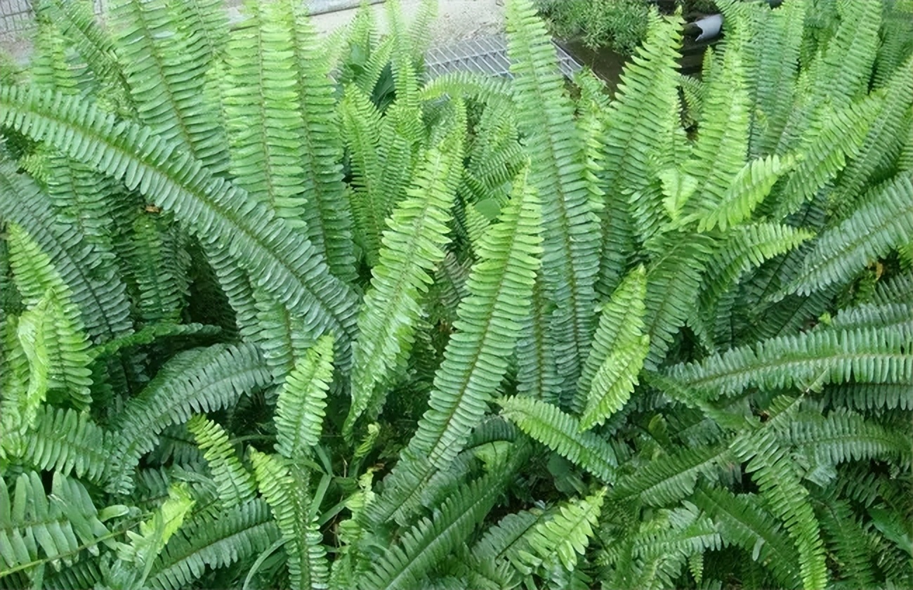 最适合放卧室的十种花四季常开,室内阳台最好养的10种花