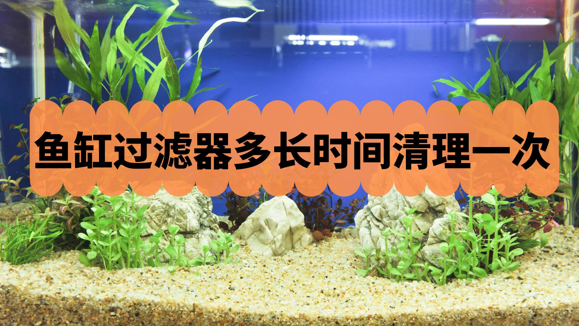 鱼缸过滤器多久清理一次,鱼缸过滤器多长时间清洗