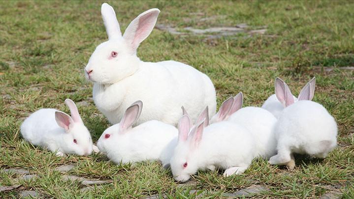 养兔技术与兔疾病防治的关系,养兔生病的症状