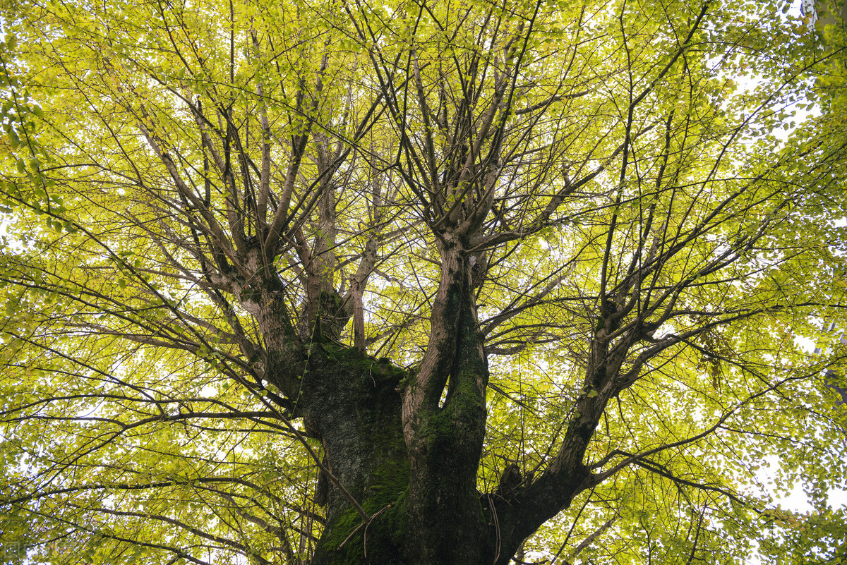 银杏为什么是最孤独的植物,最孤独的银杏