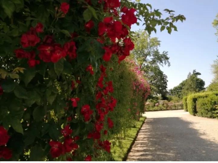 法国玫瑰花园,法国玫瑰花香沐浴露正品