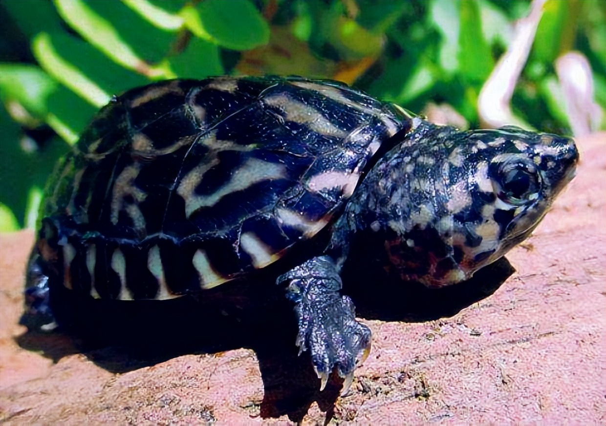 乌龟应激如何快速解决,乌龟应激最佳处理