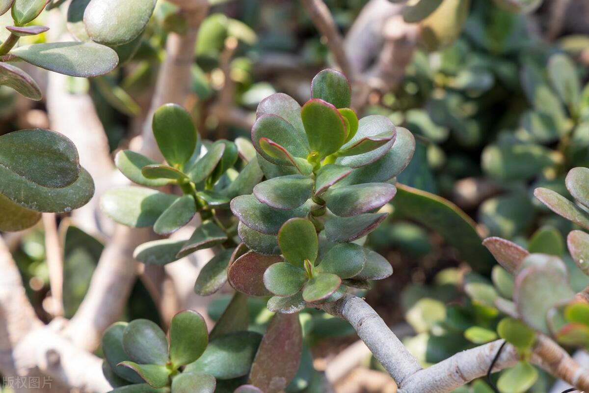 燕子掌怎么养长得最快,燕子掌怎么养粗壮又好看