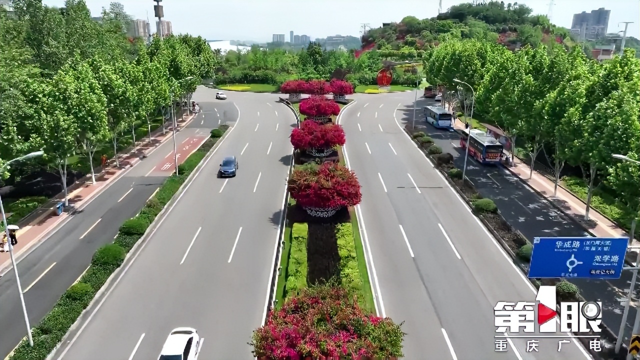 期待已久的三角梅绚丽多彩,街边的红紫三角梅艳丽开放