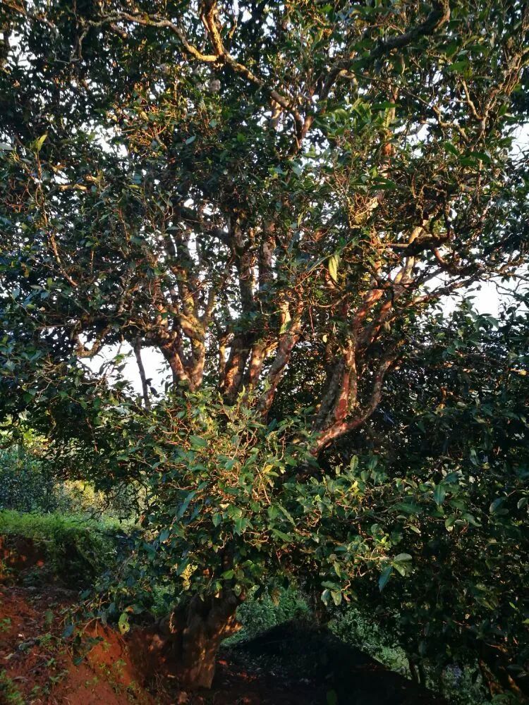 八角亭昔归普洱茶价格表,茶山行普洱茶