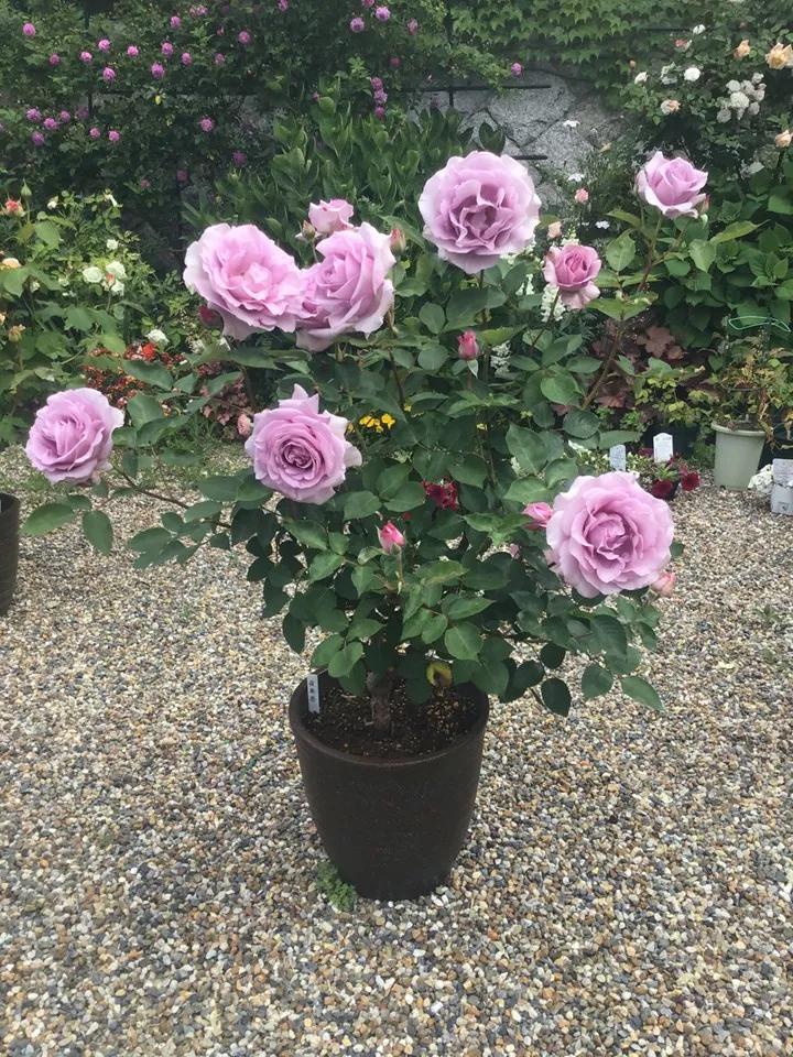 常见切花月季一览（45）