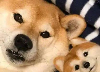 柴犬又倔又难养,为何被那么多人迷恋?