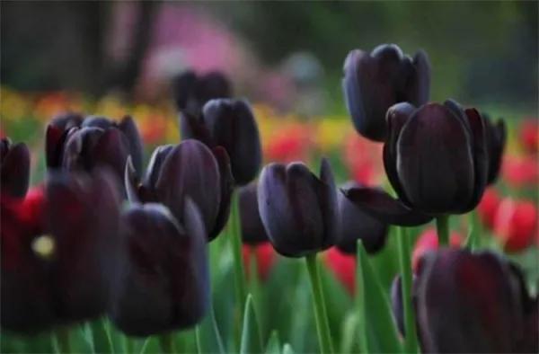 郁金香的花语文案图,郁金香的花语搞笑