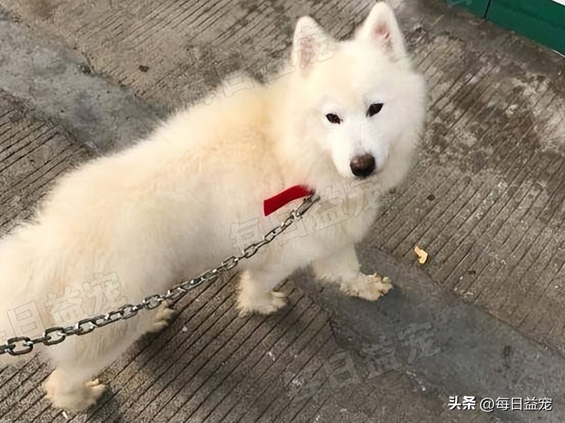 流浪萨摩耶遇到家养萨摩耶原视频,肉狗萨摩耶