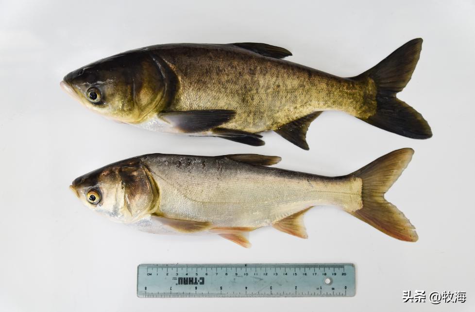 滇池蓝藻治理花费,官方回应滇池池水变绿蓝藻泛滥