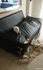 学生适合在宿舍里养的小宠物,在宿舍偷偷养的小宠物