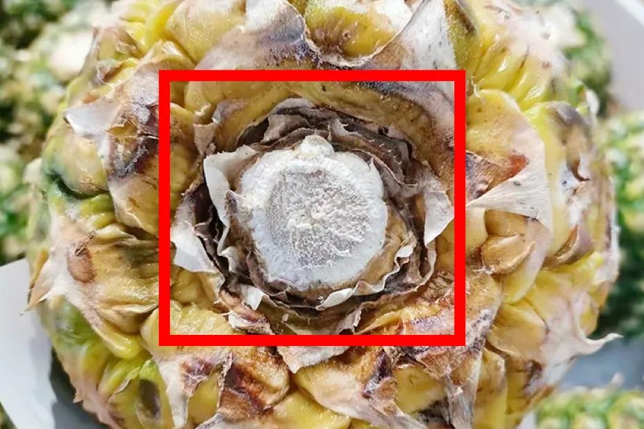 菠萝买叶长的叶短的,菠萝怎么鉴别好坏图解大全