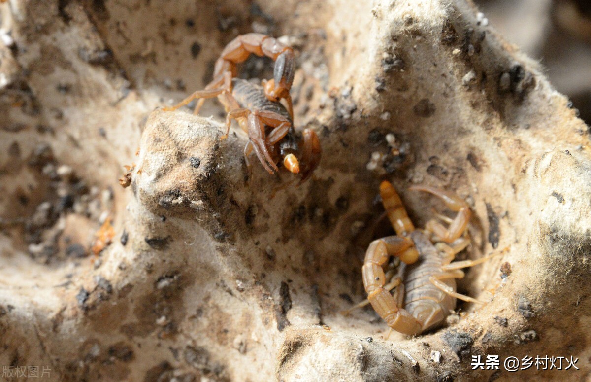 蝎子养殖可靠吗,蝎子养殖好项目是什么