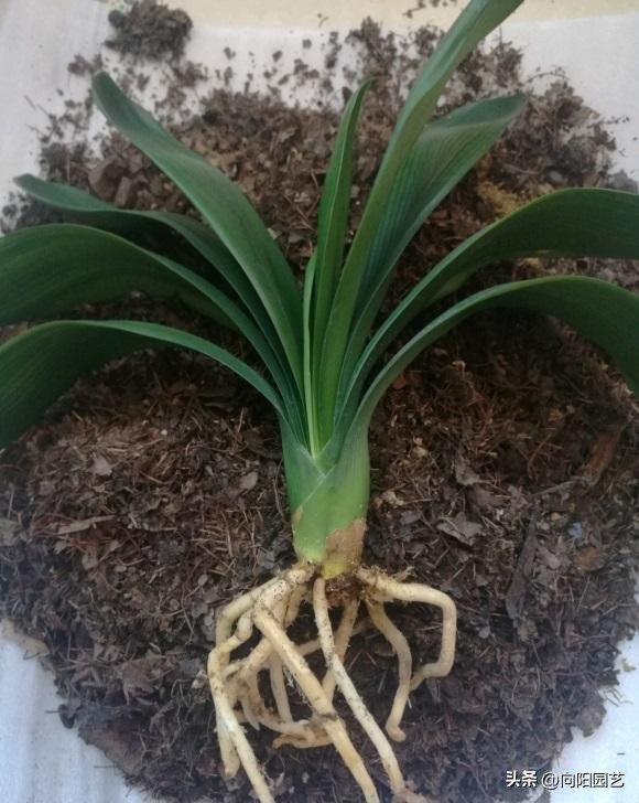 君子兰买小苗好还是大苗好,网上买的裸根君子兰种植方法步骤
