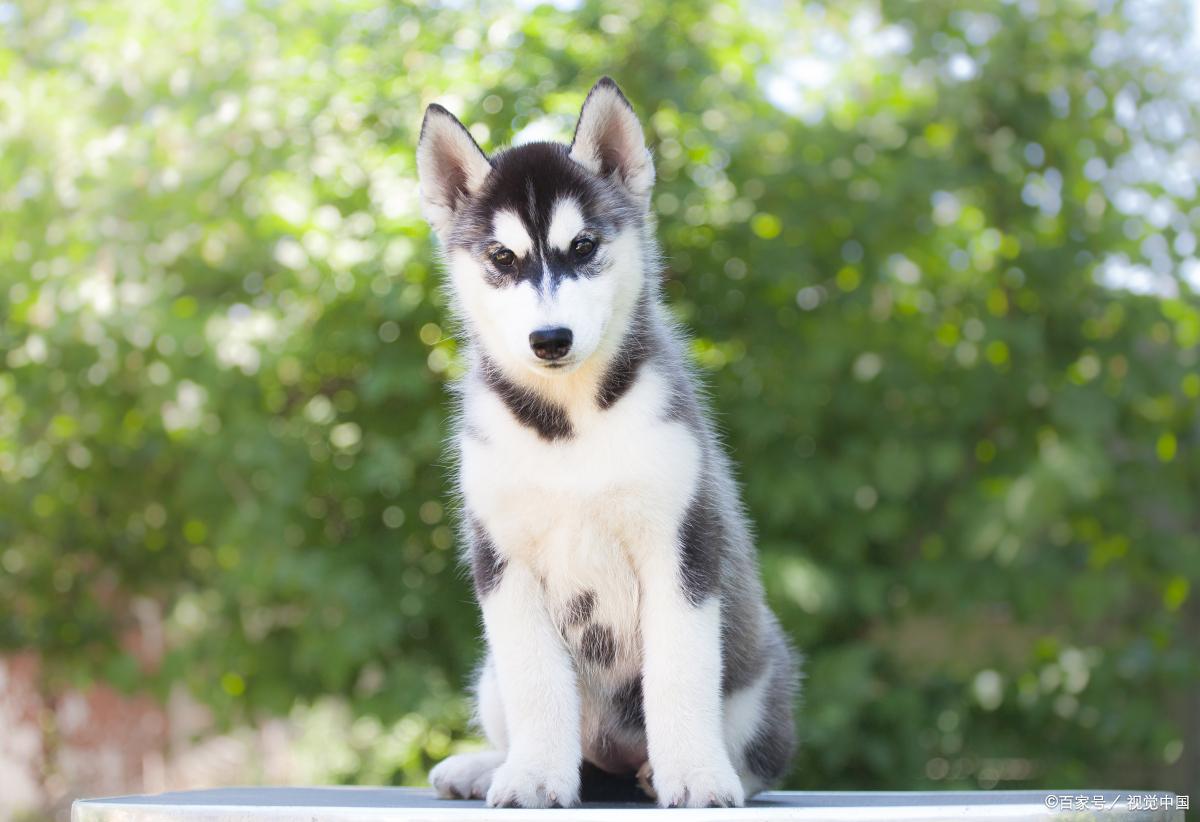 闷烧哈士奇的解说,哈士奇的介绍说明文