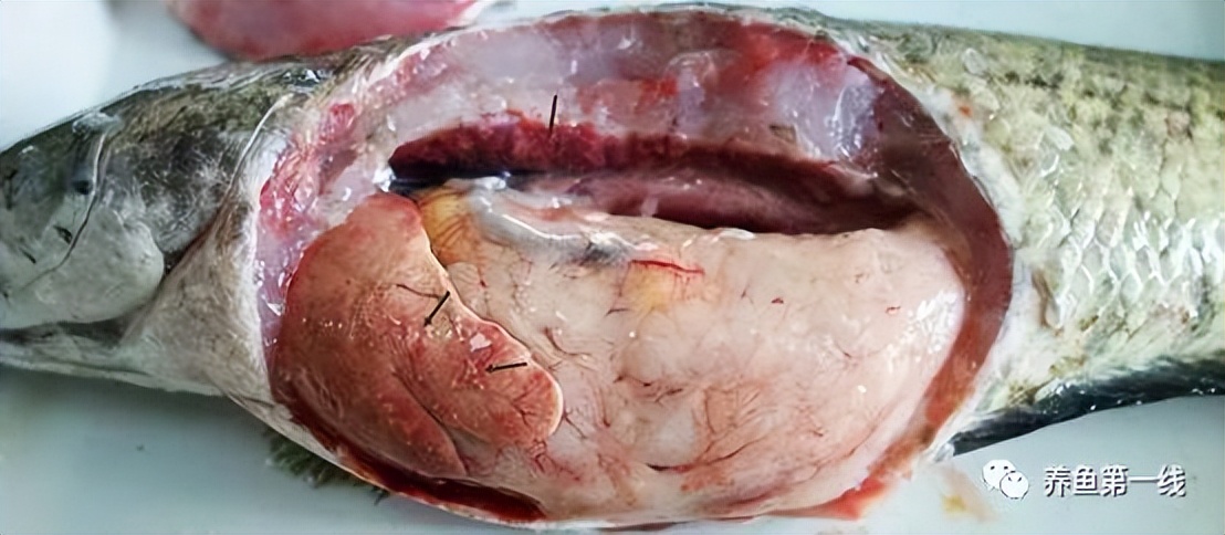 鱼类诺卡氏菌病的病因症状及其防控措施：由于免疫力受损很难治愈