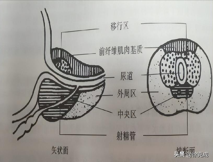 徐克成教授中医,肿瘤专家徐克成教授