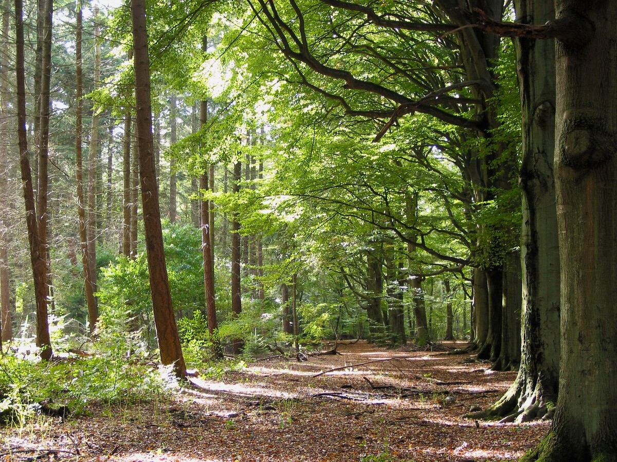 春天的遐想泰戈尔,春天的遐想纯音乐