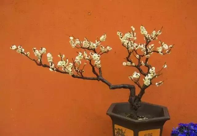 梅花老桩盆景,梅花盆景制作