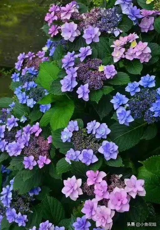 有一种花很好看但是很臭,名字很难听却很漂亮的花