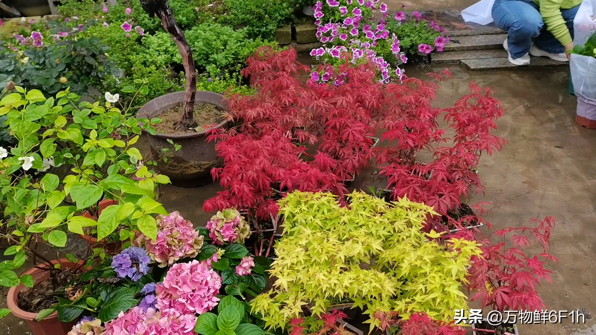 花卉批发市场进货渠道,山东花卉最大批发市场