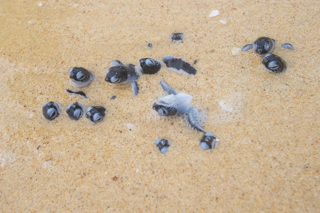 世外雨林,世外桃源热带雨林