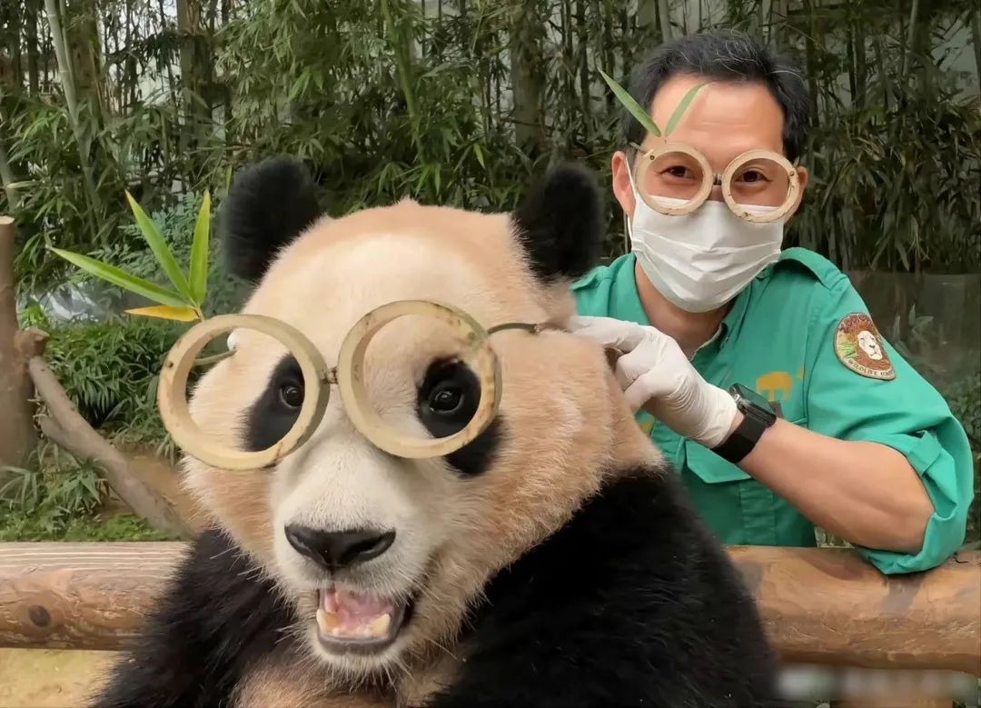 熊猫母子分开后再次相见,熊猫至死不渝的爱情