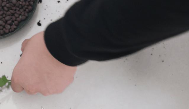 中国十大稀有珍贵菊花品种图片,一年四季开花的菊花有哪些品种